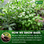 Premium Dried Basil – 100% Pure, Non-GMO, Gluten-Free, Vegan – Aromatic Culinary Herb for Cooking, Garnish, and Seasoning