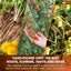 Dandelion Wolfberry Tea, 7 Herbal Ingredients