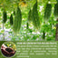 Bitter Melon Tea Bags, 100% Natural, Pure Bitter Melon. Bitter Melon Herbal Tea. Bitter Melon Fruit Tea. No Sugar, No Caffeine, No Gluten, Vegan