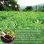 Stevia Leaf, Whole Dried Leaves, Tea Bags, Powder, 100% Natural and Pure from Stevia Leaves. Sugar Substitute for Tea, Coffee. Loose Leaf Stevia Herbal Tea. Zero Calorie Sweetener. No Sugar, No Caffeine, No Gluten, Vegan.