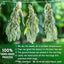 Sage Leaf Tea Bags, 100% Natural & Pure from Sage Leaves. Loose Leaf Sage Herbal Tea. Sage Leaf Tea. Made with Natural Material Tea Bags. No Sugar, No Caffeine, No Gluten, Vegan.