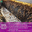 Premium Milk Thistle Tea Bags, 100% Natural & Pure from Milk Thistle Seeds. Milk Thistle Seed Herbal Tea. Milk Thistle Seed Tea. Made with Natural Material Tea Bags. No Sugar, No Caffeine, No Gluten, Vegan.
