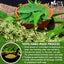 Neem Leaf Tea Bags, 100% Natural and Pure from Neem Leaves. Loose Leaf Neem Herbal Tea. Neem Leaf Tea. No Sugar, No Caffeine, No Gluten, Vegan.