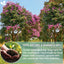 Natural Banaba Dried Leaves, Tea Bags, Powder, Whole Banaba Leaves, 100% Pure Dried Banaba Leaves, Banaba Leaf Tea, No Additives, No Caffeine, Vegan