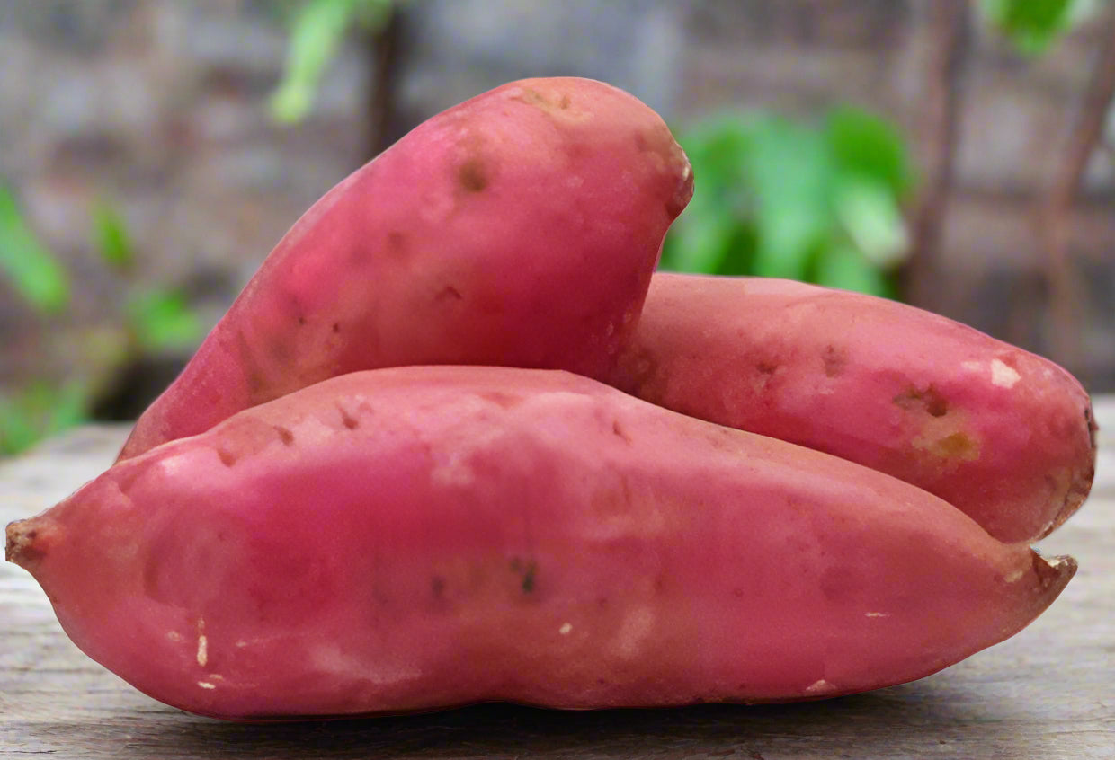 FRESH CARIBBEAN BATATA LB