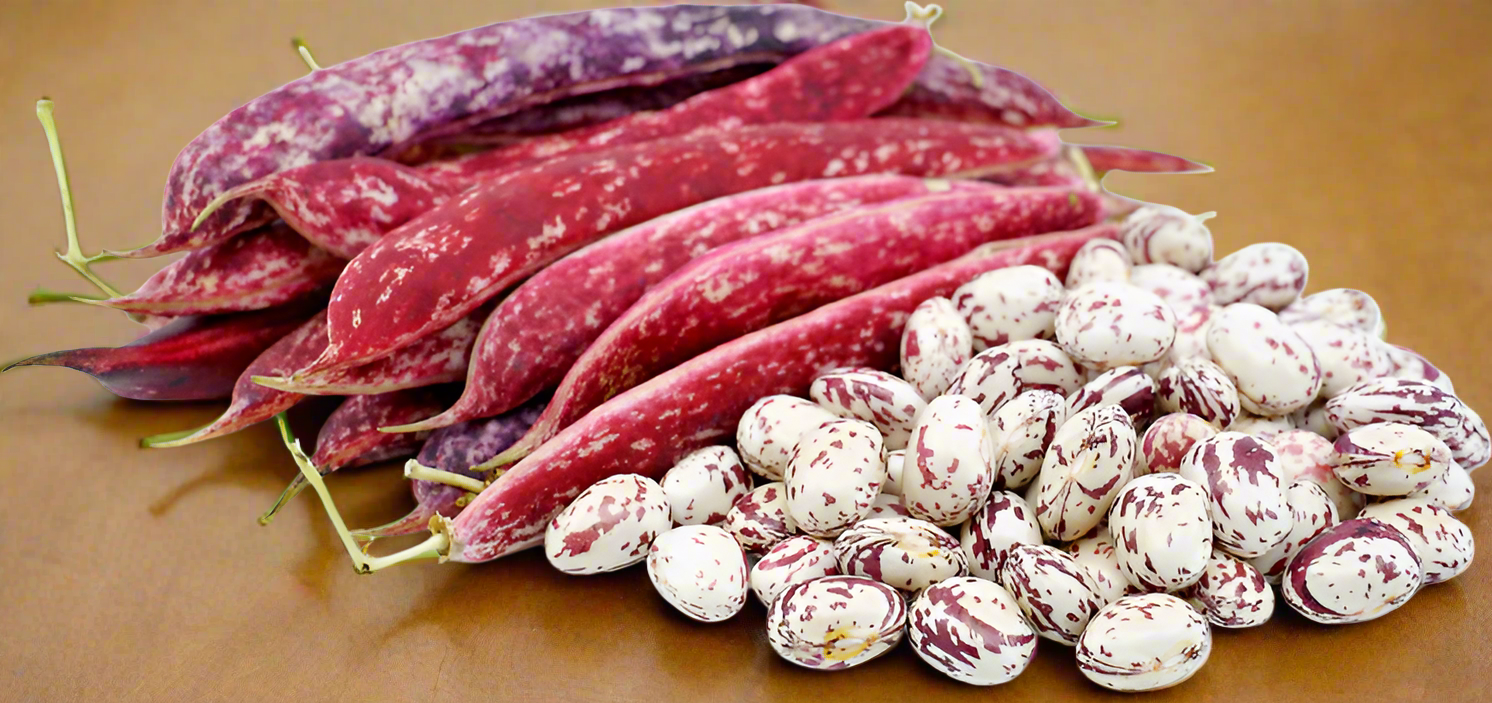 FRESH CRANBERRY SHELLING BEANS LB (out of season)