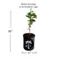 Soursop Guanabana from Seedlings Fruit Tree