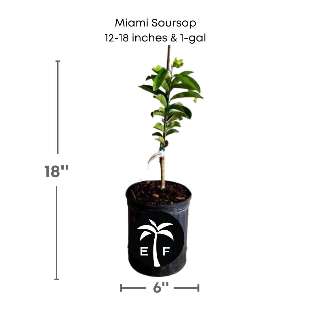 Soursop Guanabana from Seedlings Fruit Tree