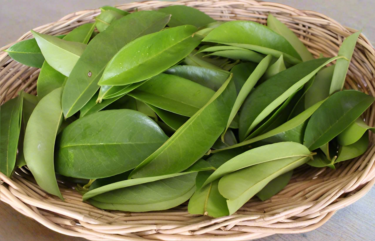 SOURSOP LEAVES 40gr pk