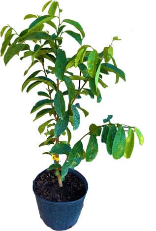 Soursop Guanabana from Seedlings Fruit Tree