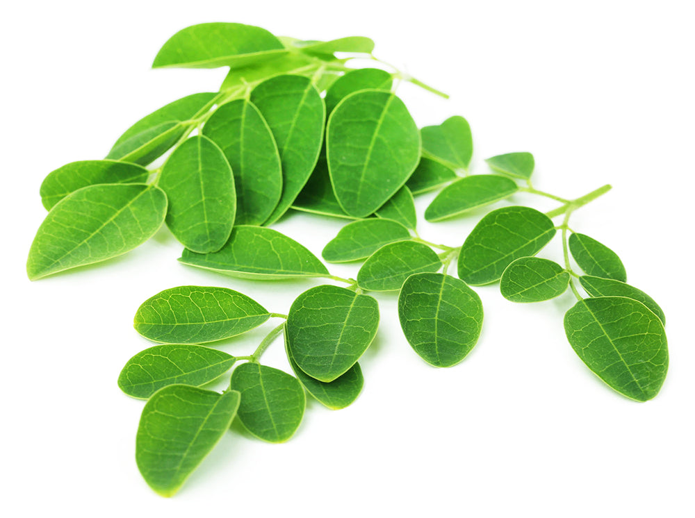 MORINGA LEAVES 40gr pk