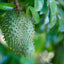 Soursop Guanabana from Seedlings Fruit Tree