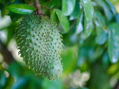 Soursop Guanabana from Seedlings Fruit Tree