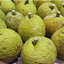 Fresh Breadfruit Fruit between 2-3 Lb