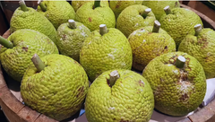 BREADFRUIT/PANAPEN FRUIT 2-3 LB