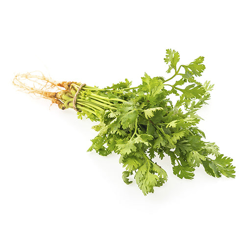 CILANTRO