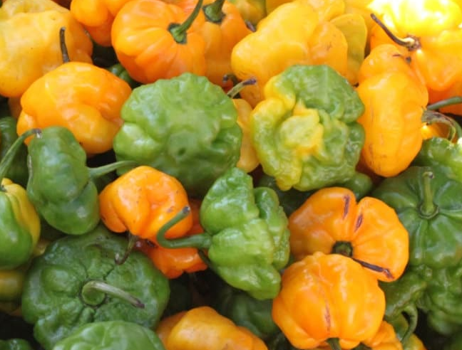 JAMAICAN SCOTCH BONNET PEPPER 10-12 PK