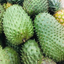 Fresh Soursop-Guanabana-Graviola 2-3lb Fruit