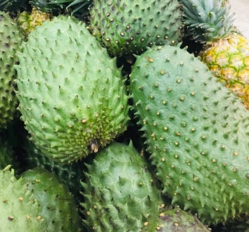 Fresh Soursop-Guanabana-Graviola 2-3lb Fruit